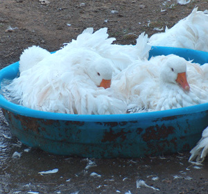 Sebastopol Geese